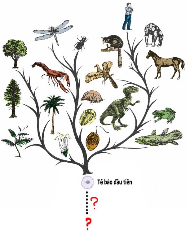 cây phát sinh giới động vật mang ý nghĩa quan trọng
