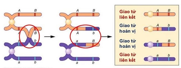cơ sở tế bào học của hoán vị gen là gì và hình ảnh minh họa hoán vị gen