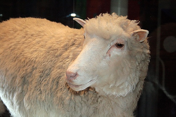 cơ sở tế bào học của nuôi cấy mô và hình ảnh minh họa cừu dolly