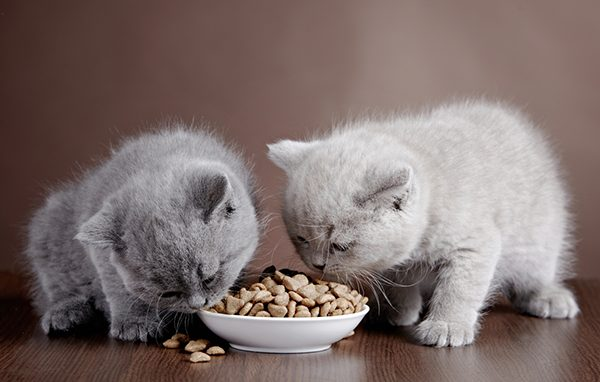 Cung cấp dinh dưỡng đầy đủ cho các bé mèo