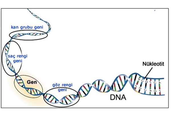 đặc điểm của and trong bài 17 mối quan hệ giữa gen và arn
