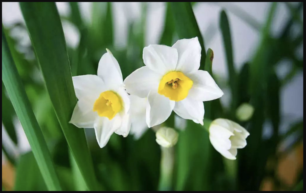 Hoa thuỷ tiên trắng 