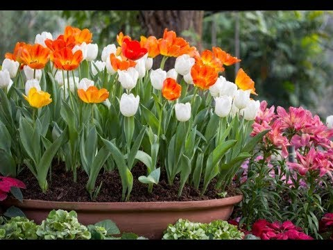 Kết hợp tulip với các loài hoa khác