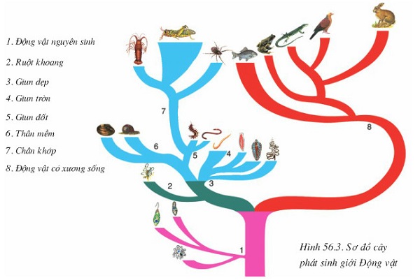 sơ đồ cây phát sinh giới động vật