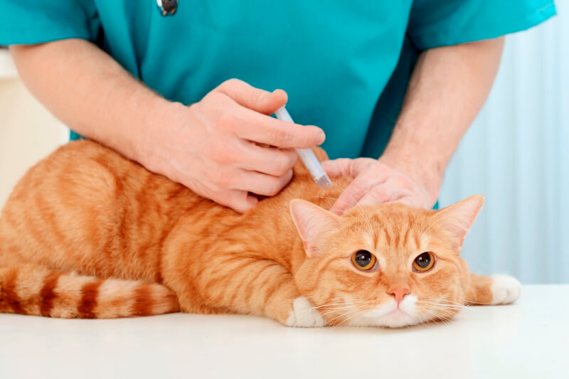 Tiêm phòng thường xuyên để đảm bảo sức khỏe của mèo