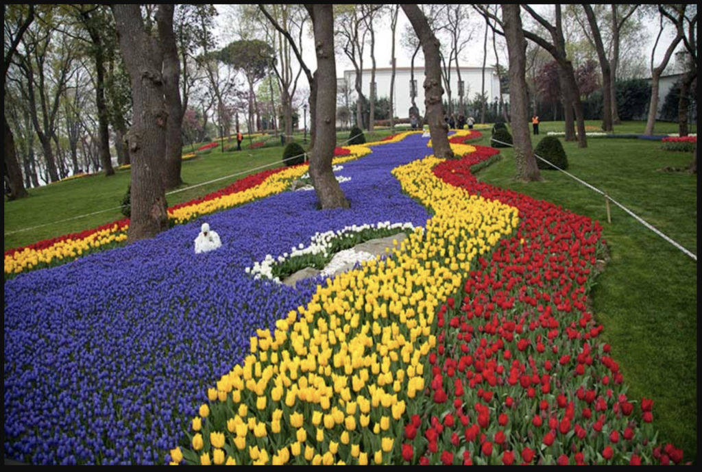 Tulip có nguồn gốc từ Ba Tư và Thổ Nhĩ Kỳ