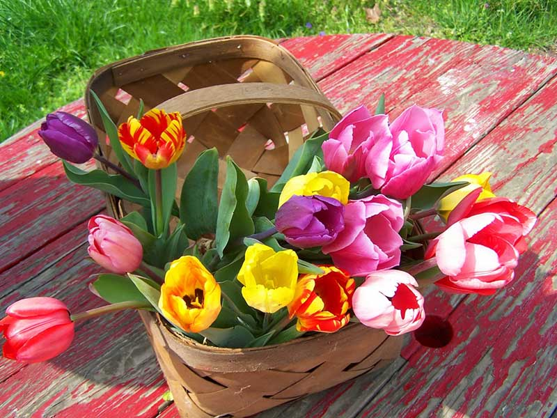 Tulip có nhiều màu sắc khác nhau