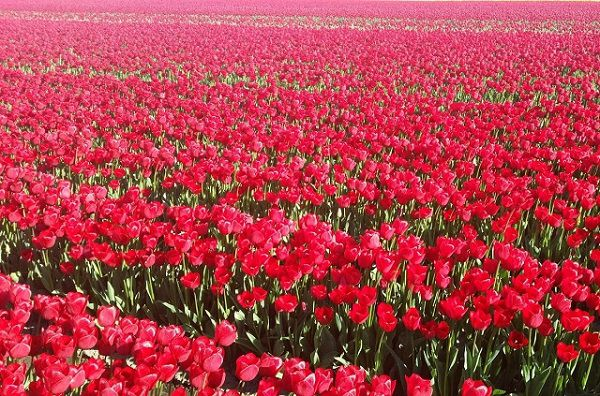 Tulip đỏ tượng trưng cho tình yêu hoàn hảo