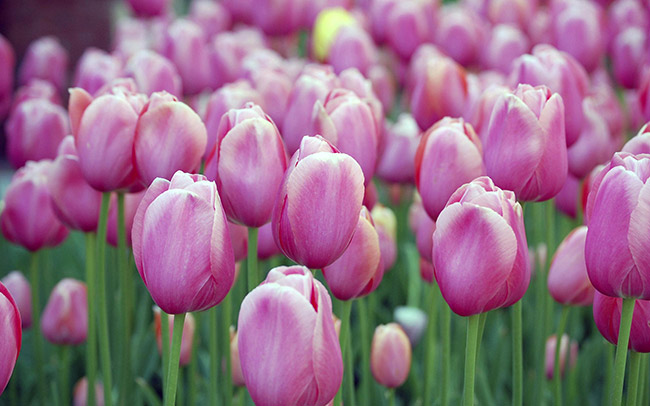 Tulip hồng thể hiện sự yêu thương và quan tâm
