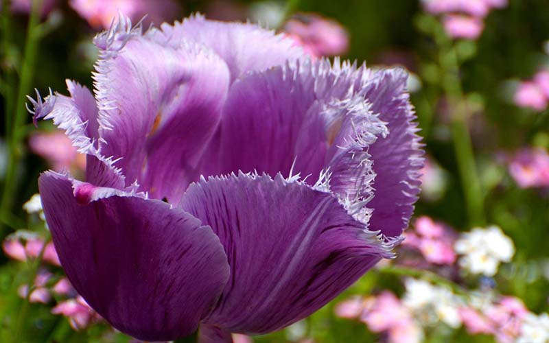 Tulip tím biểu tượng cho sự lãng mạn và hứng khởi