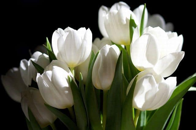 Tulip trắng thể hiện sự thành công trong cuộc sống