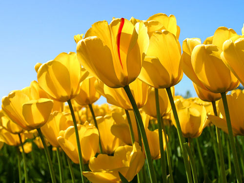Tulip vàng mang ý nghĩa cho sức mạnh và sự nhiệt huyết